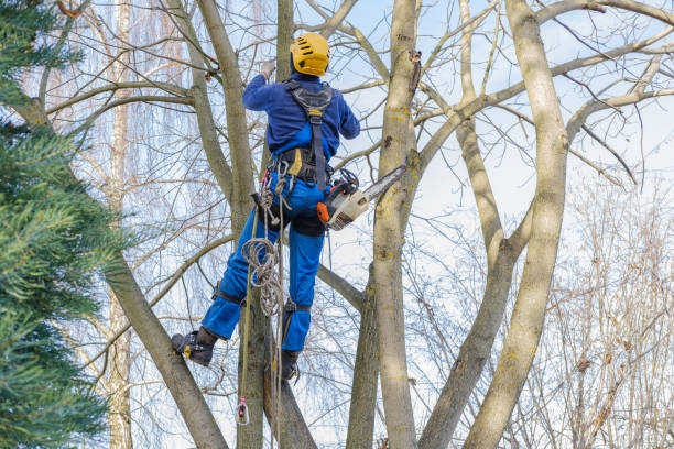 How Our Tree Care Process Works  in  Park City, IL